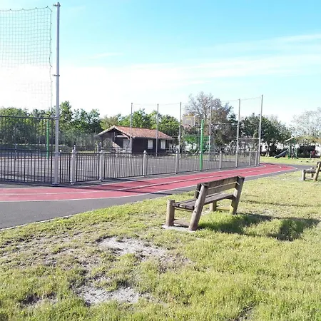 Les Oiseaux De Paradis